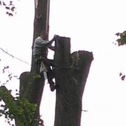 DENDROL PIELĘGNACJA I WYCINKA DRZEW, Prudnik godziny otwarcia
