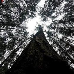 FIRMA USŁUGOWO HANDLOWA AD ARBO, Lędziny godziny otwarcia