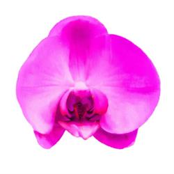 KWIACIARNIA ORCHIDEA 2, Drawsko Pomorskie godziny otwarcia
