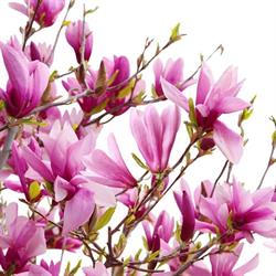 Kwiaciarnia "Magnolia" DANUTA WYSOCZAŃSKA, Zielona Góra godziny otwarcia