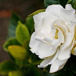 SKLEP OGRODNICZY GARDENIA, Jawor godziny otwarcia