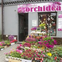 Pracownia Florystyczna ORCHIDEA Agata Ulbrich, Ruda Śląska godziny otwarcia