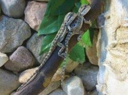 "Agama" Sklep Zoologiczny, Ełk godziny otwarcia