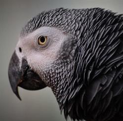 Izabela Klimczyk Sklep Zoologiczny Żako, Gdynia godziny otwarcia