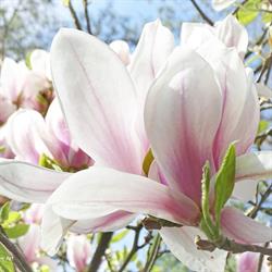 Magnolia Kwiaciarnia Elżbieta Jakosz, Pietrowice Wielkie godziny otwarcia