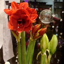 Kwiaciarnia Trendy Flor, Warszawa godziny otwarcia