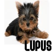 ARTYKUŁY DLA ZWIERZĄT DOMOWYCH LUPUS, Warszawa godziny otwarcia