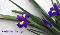Kwiaciarnia Irys, Warszawa - godziny otwarcia