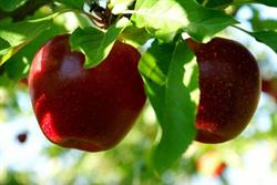 AGRO SKLEP S C K.Bubalik K.Neuman, Świerklaniec godziny otwarcia