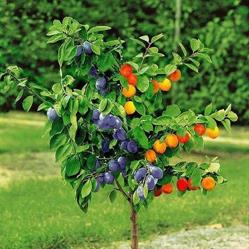 CENTRUM OGRODNICZO ROLNICZE AGRO JEDYNKA, Sierpc godziny otwarcia