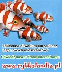INTERNETOWY SKLEP ZOOLOGICZNY RYBKOLANDIA, Białystok godziny otwarcia