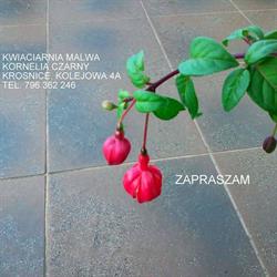 KORNELIA CZARNY KWIACIARNIA " MALWA" KORNELIA CZARNY, Krośnice godziny otwarcia