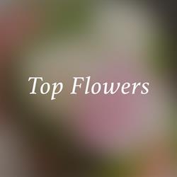 KWIACIARNIA TOP FLOWERS S C BEATA KOTOŃSKA EWA BASZAK, Stargard godziny otwarcia