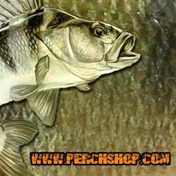 PERCHSHOP, Imielin godziny otwarcia