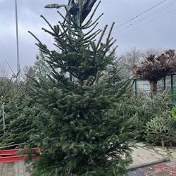 HONORATA KRASZKIEWICZ TWÓJ OGRÓD, Środa Wielkopolska godziny otwarcia