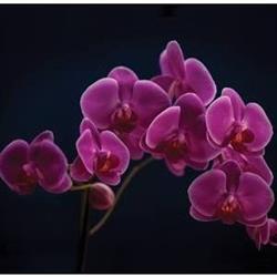 KWIACIARNIA ORCHIDEA, Sochaczew godziny otwarcia