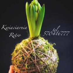 KWIACIARNIA RETRO ANNA ROKICKA, Maków Mazowiecki godziny otwarcia
