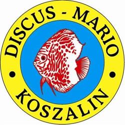 DISCUS-MARIO, Koszalin godziny otwarcia