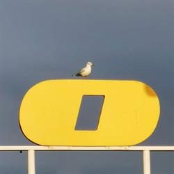 Operator Molo w Sopocie, Sopot godziny otwarcia