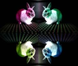 "Ledrabbit", Warszawa godziny otwarcia
