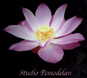 Studio Pemodelan Sp. z o.o., Warszawa godziny otwarcia