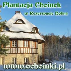 Plantacja Choinek w Rezerwacie bobra, Świerzno godziny otwarcia