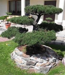 Bonsai Ogrodowe, Pabianice godziny otwarcia