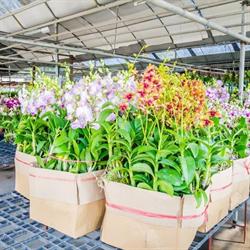 Artis Flower Hurtownia Kwiatów, Kostrzyn godziny otwarcia