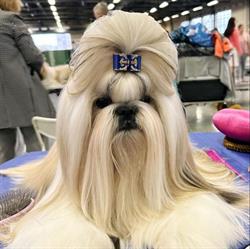 AD ACTE Hodowla Shih-Tzu, Przysiek godziny otwarcia