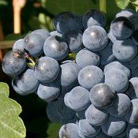 Bodegas Santa Rufina, Warszawa godziny otwarcia