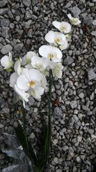 Kwiaciarnia ,,Orchidea", Puławy godziny otwarcia