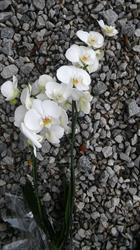 Kwiaciarnia ,,Orchidea", Puławy godziny otwarcia