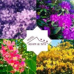 Hotel***Adam&Spa, Kudowa Zdrój godziny otwarcia
