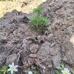 Nadleśnictwo Radoszyce, godziny otwarcia
