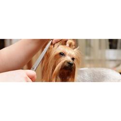 Happy Dog, Sosnowiec godziny otwarcia