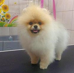 Profesjonalny Salon Pielęgnacji Zwierząt "Och My Dog", Chełm Śląski godziny otwarcia