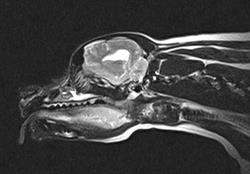 Radiologica VET, Warszawa godziny otwarcia