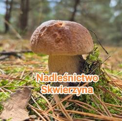 NADLESNICTWO SKWIERZYNA, Skwierzyna godziny otwarcia