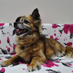 Przychodnia Weterynaryjna "DevaVet" - Justyna Kowalczyk-Sekular, Mińsk Mazowiecki godziny otwarcia