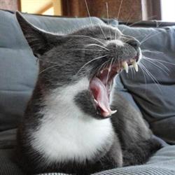 Gabinet weterynaryjny Gato, Września godziny otwarcia