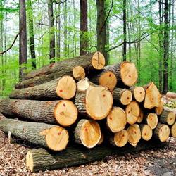 Treeland Sp. z o.o., Lublin godziny otwarcia