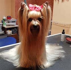 Finezja - Salon Pielęgnacji Zwierząt, Szczecin godziny otwarcia