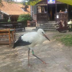 Oberża Pod Psem (wymagana rezerwacja), Kadzidłowo godziny otwarcia