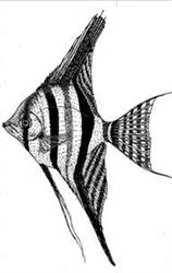 Fish Hurt. Hurtownia ryb akwariowych oraz ryb do oczek wodnych. Koczoń A., Kolbuszowa godziny otwarcia
