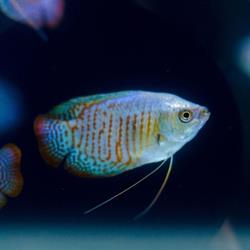 Centrum Zoologiczne Skalar, Zabrze godziny otwarcia