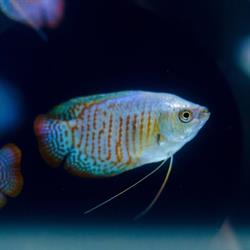 Centrum Zoologiczne Skalar, Zabrze godziny otwarcia