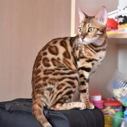 Aeni Bengal PL Hodowla Kotów Bengalskich - Bengal Cat Cattery, Konin godziny otwarcia