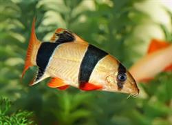 Sklep Zoologiczny "Pszczółka", Przasnysz godziny otwarcia