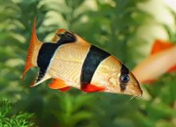 Sklep Zoologiczny "Pszczółka", Przasnysz godziny otwarcia