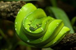 Sklep zoologiczny ''ARA"", Koszalin godziny otwarcia